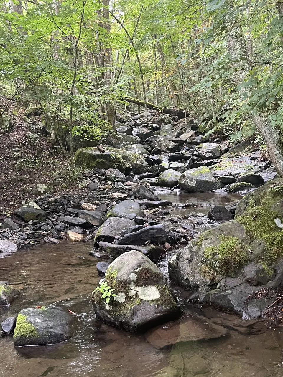 Near Roan Mountain, Tennessee — September 7, 2025