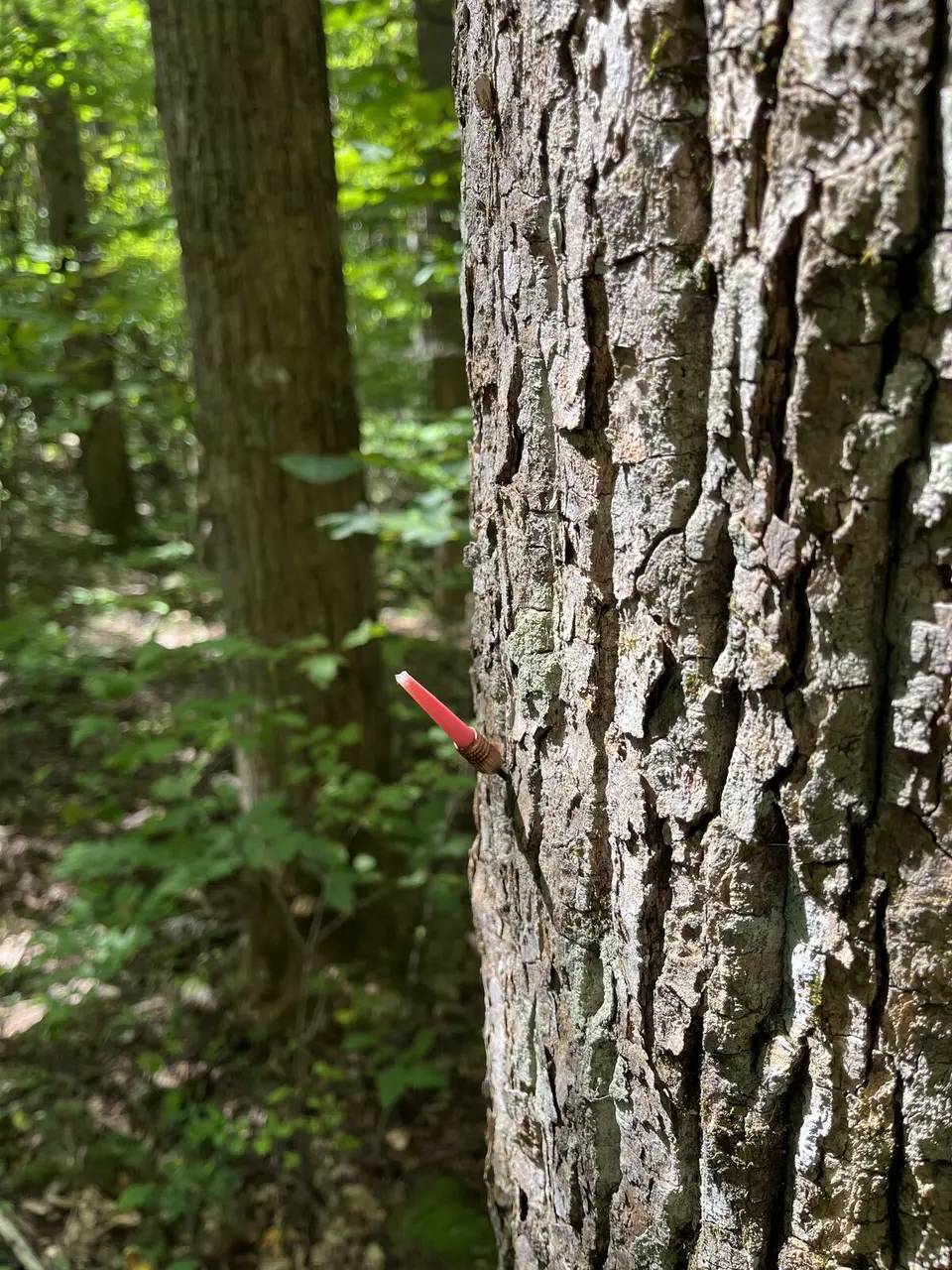 Near Spruce Pine, North Carolina — September 8, 2025