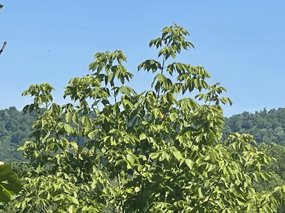 Ohio River — June 21, 2022