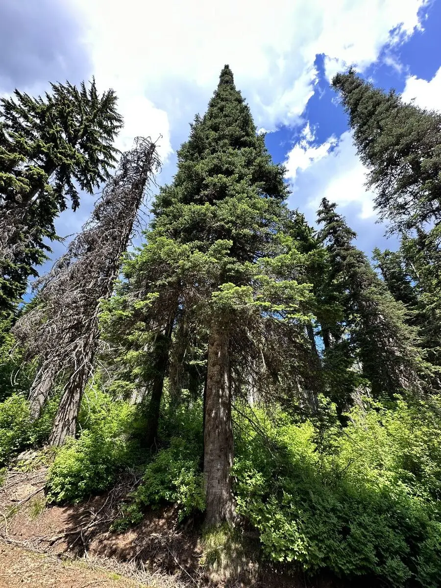 Idaho County, Idaho — July 7, 2023