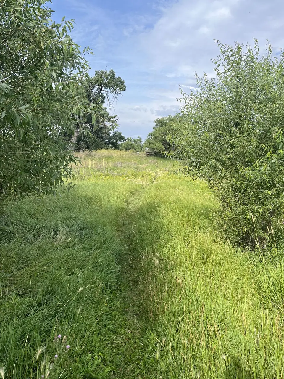 Near Sun Prairie, Montana — July 31, 2025