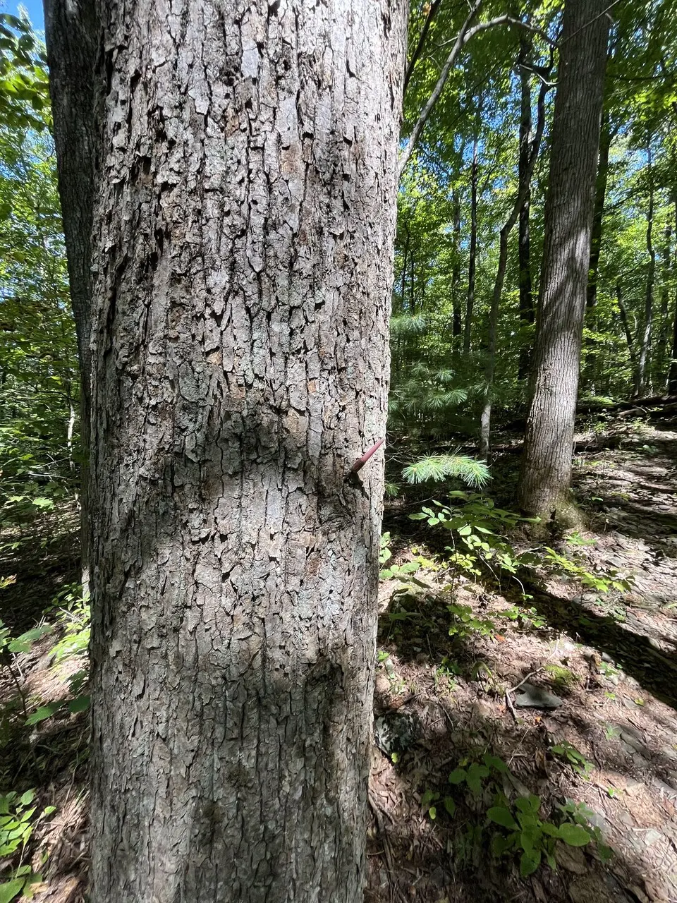 Near Spruce Pine, North Carolina — September 8, 2025