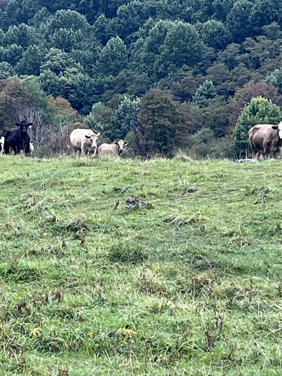 Near Roan Mountain, Tennessee — September 7, 2025