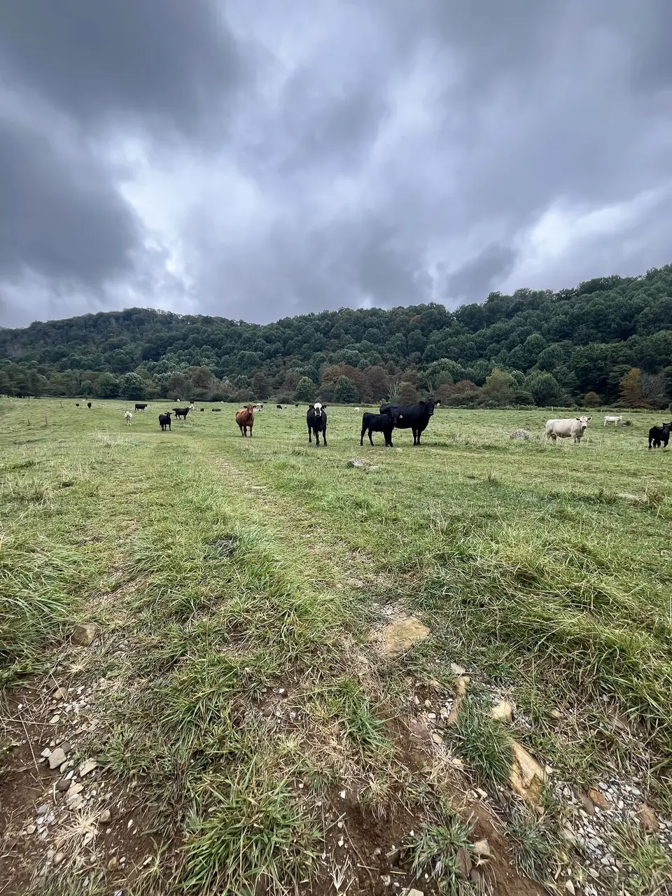 Near Roan Mountain, Tennessee — September 7, 2025