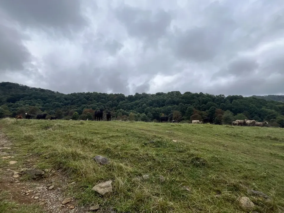 Near Roan Mountain, Tennessee — September 7, 2025