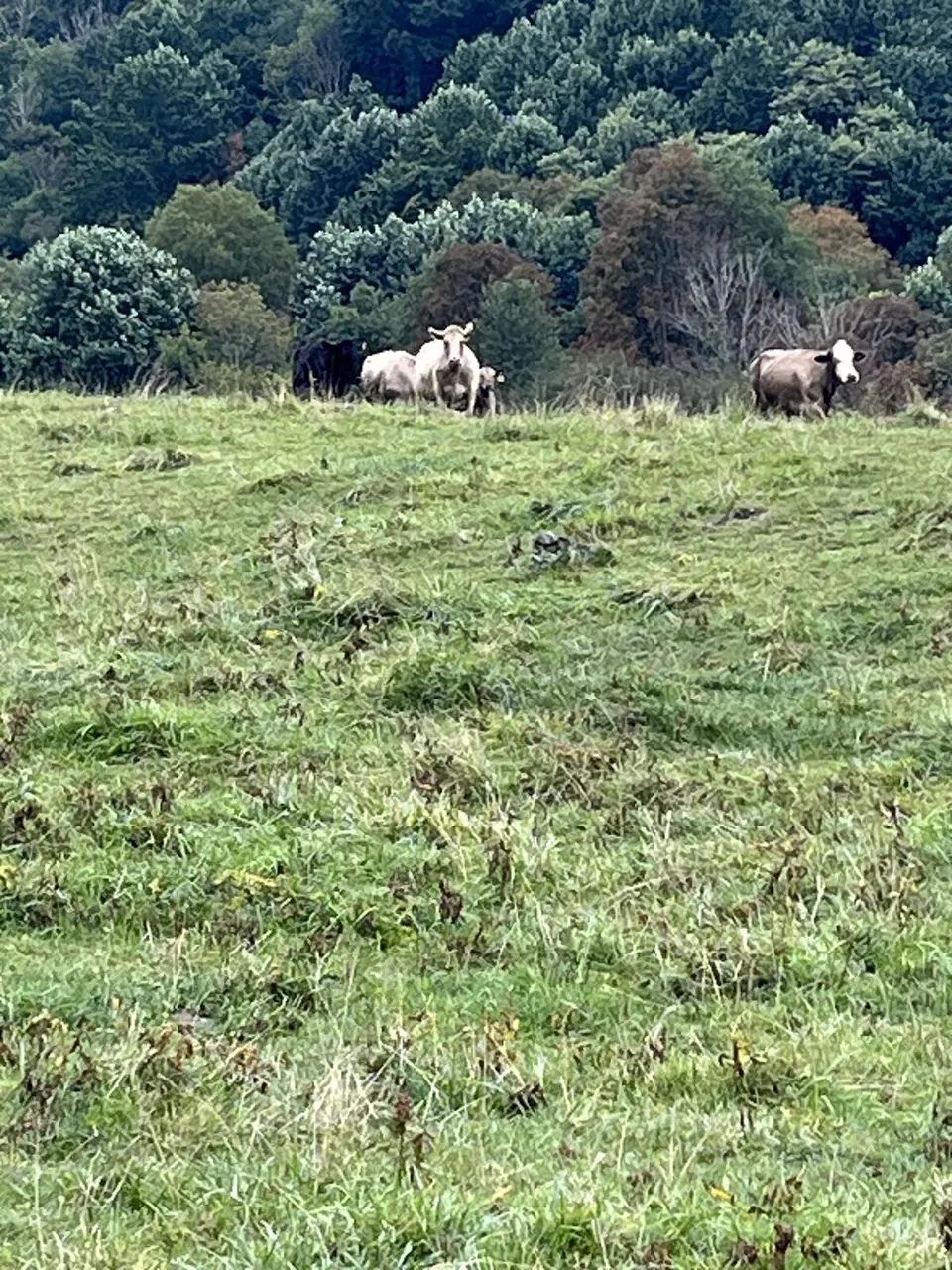 Near Roan Mountain, Tennessee — September 7, 2025