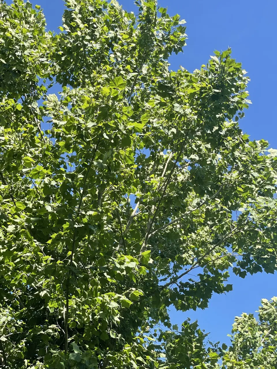 Ohio River — June 21, 2022