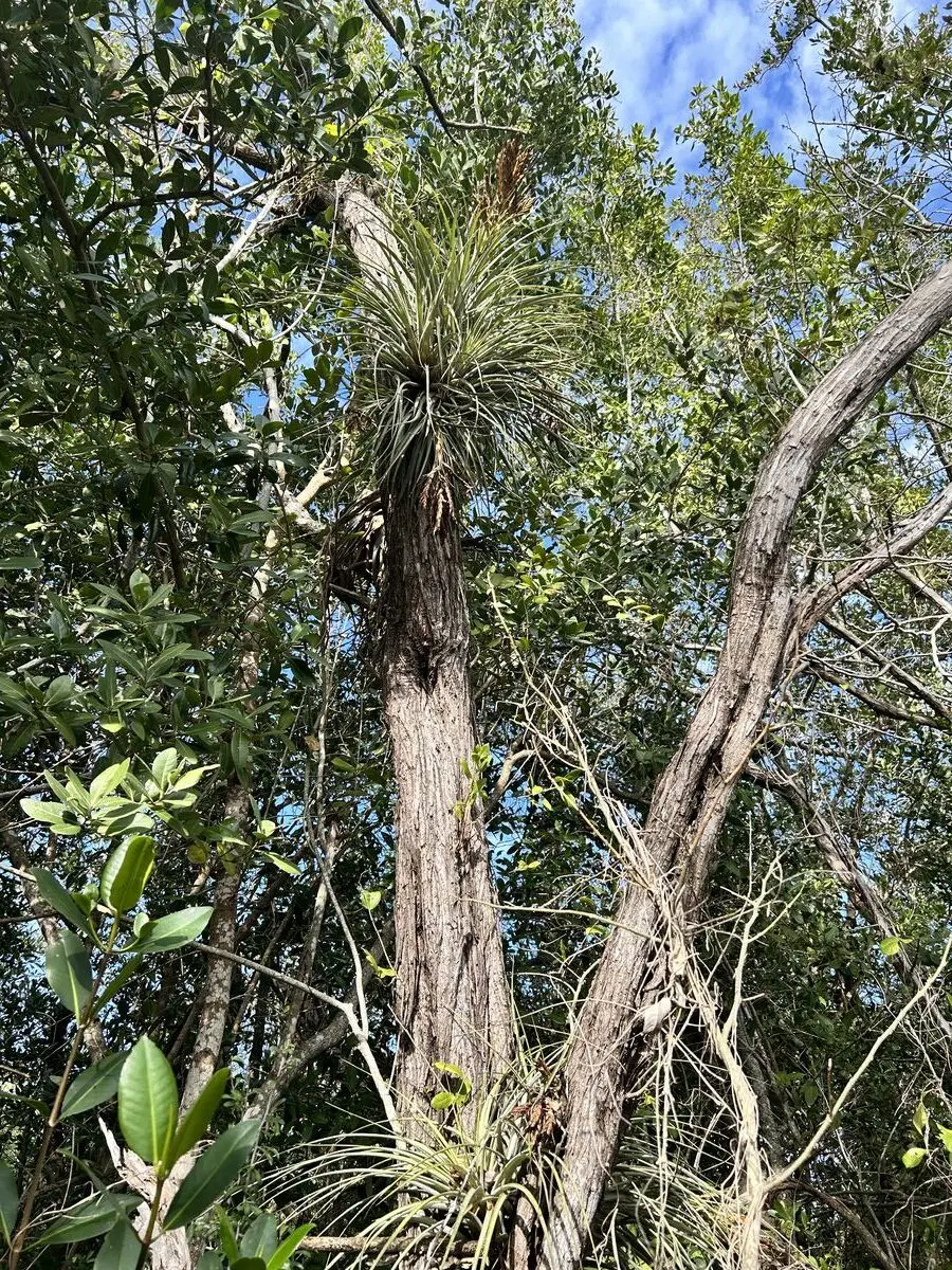 Monroe County, Florida — January 15, 2025