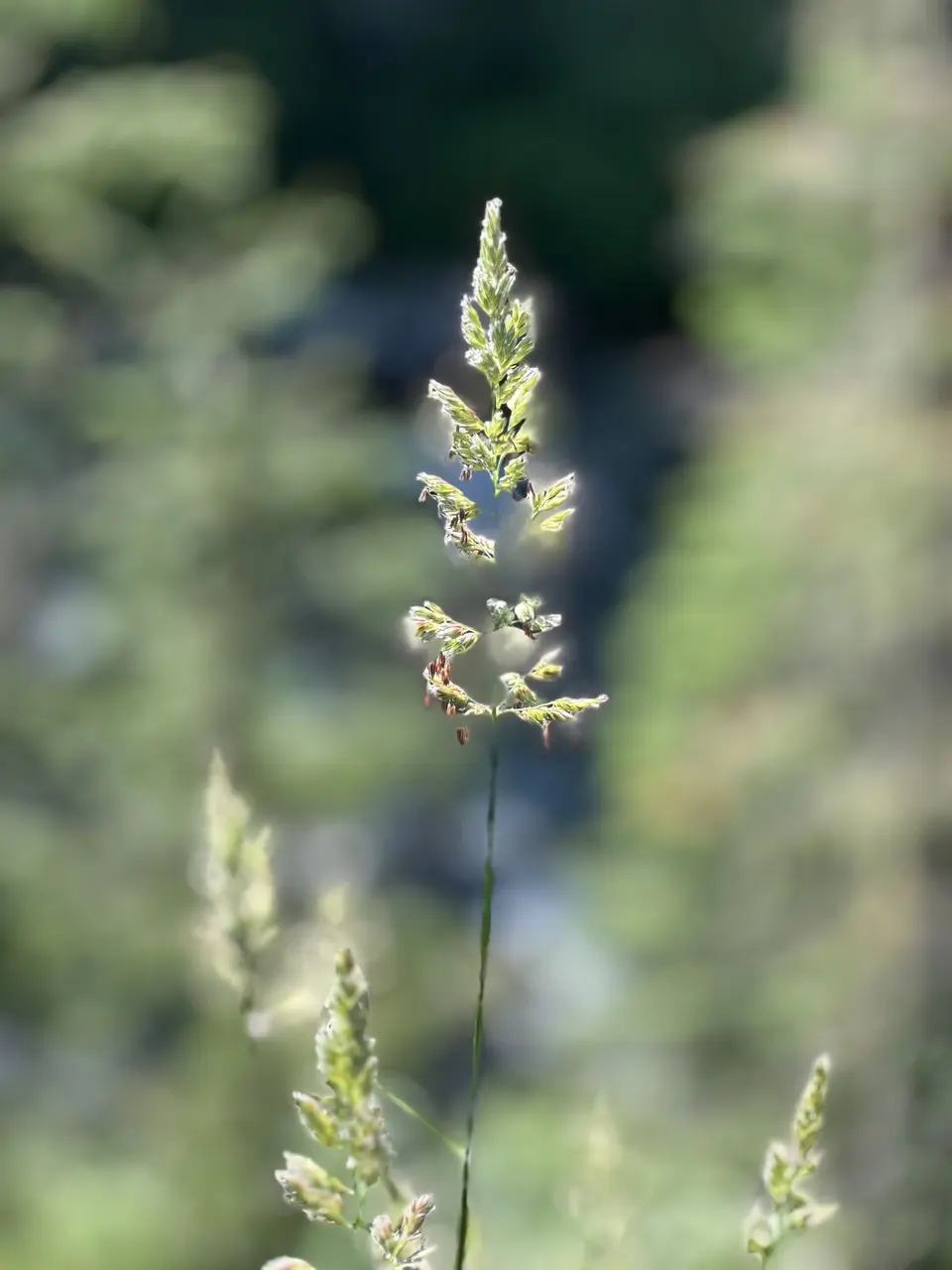 Lolo Trail — July 6, 2023