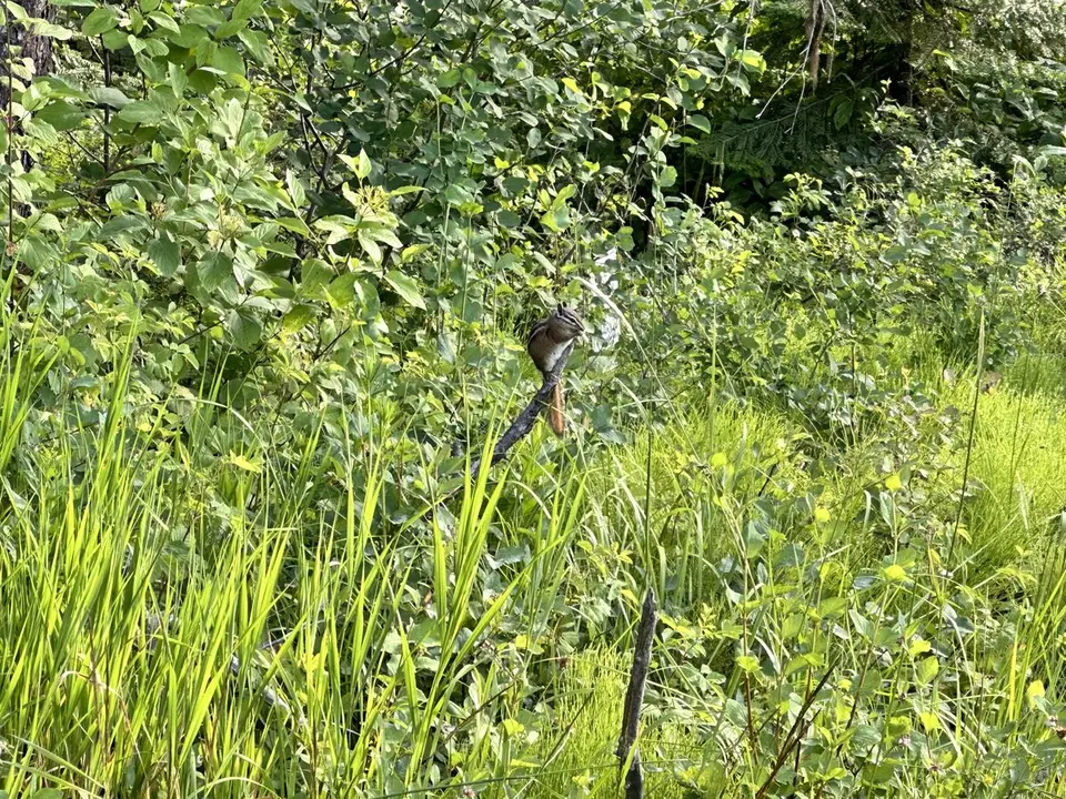 Lolo Trail — July 6, 2023
