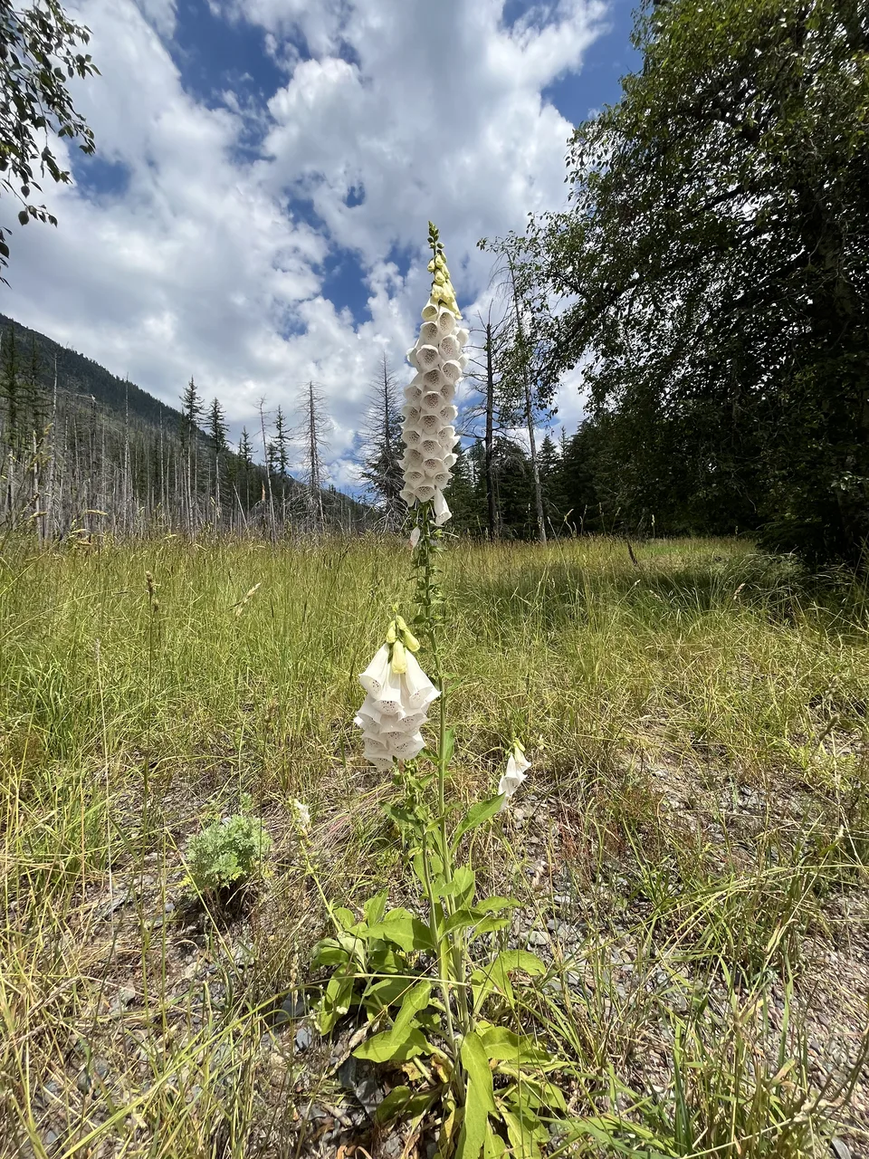 Lake McDonald, in Flathead County, Montana — July 8, 2026