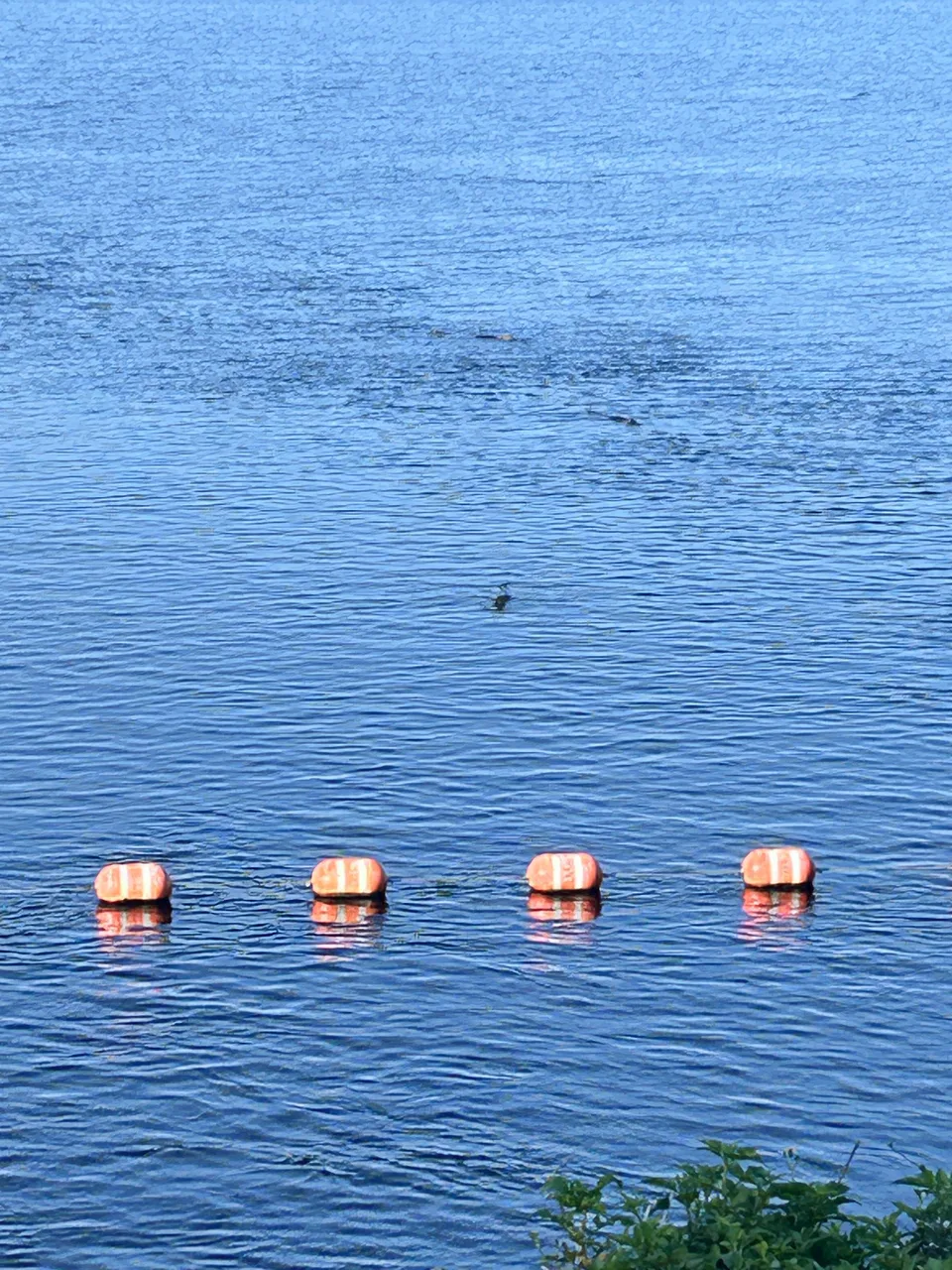 Lake Okeechobee, at Taylor Creek, Florida — August 10, 2026