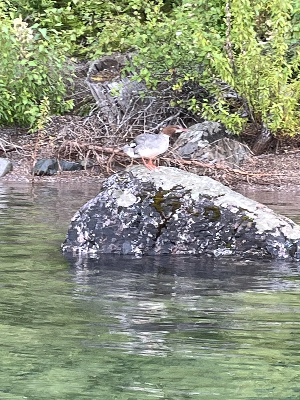 Lake McDonald, in Flathead County, Montana — July 8, 2026