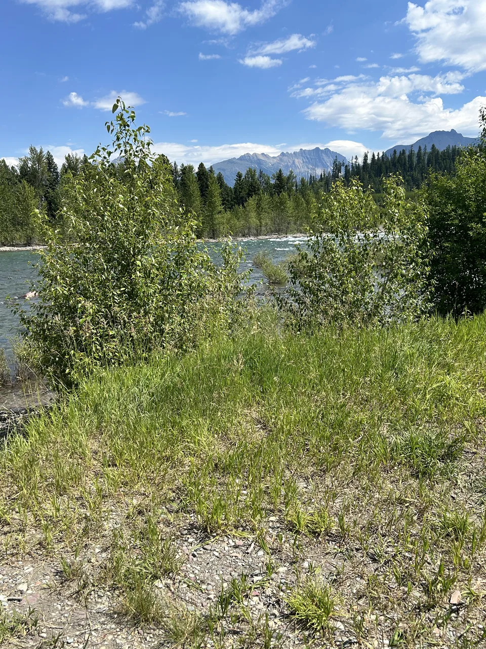 Flathead County, Montana — July 8, 2026