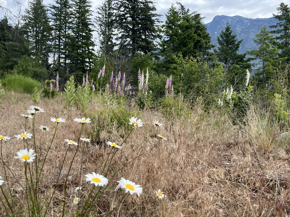 Lake McDonald, in Flathead County, Montana — July 8, 2026