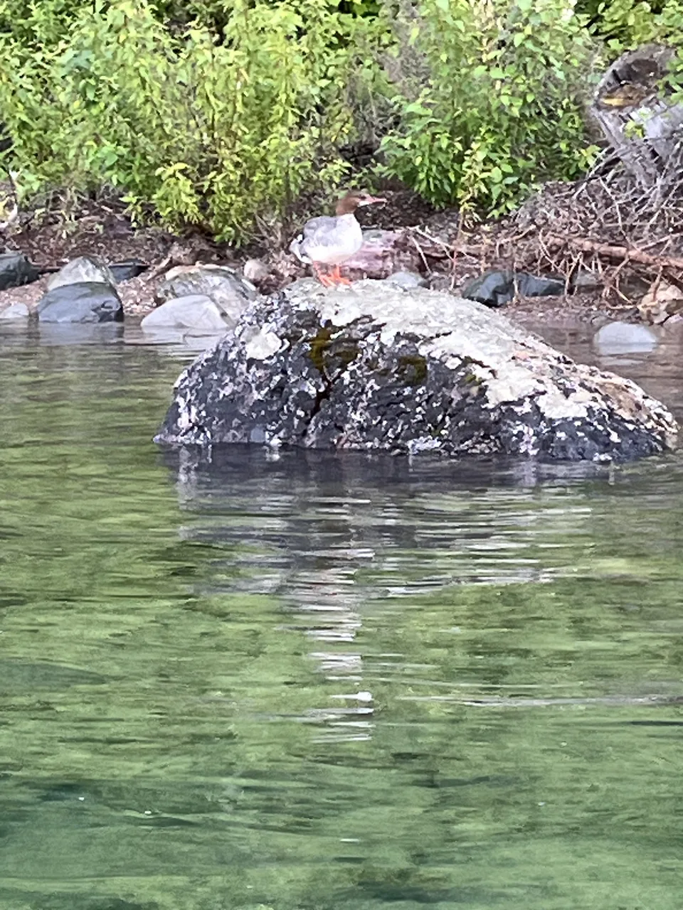 Lake McDonald, in Flathead County, Montana — July 8, 2026