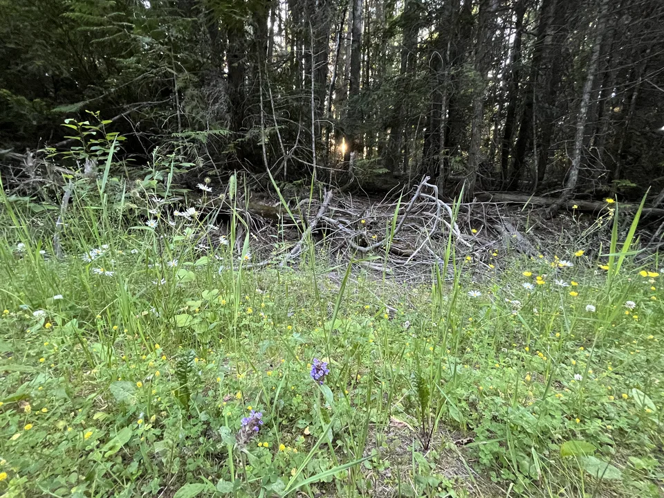 Lake McDonald, near Columbia Falls, Montana — July 8, 2026