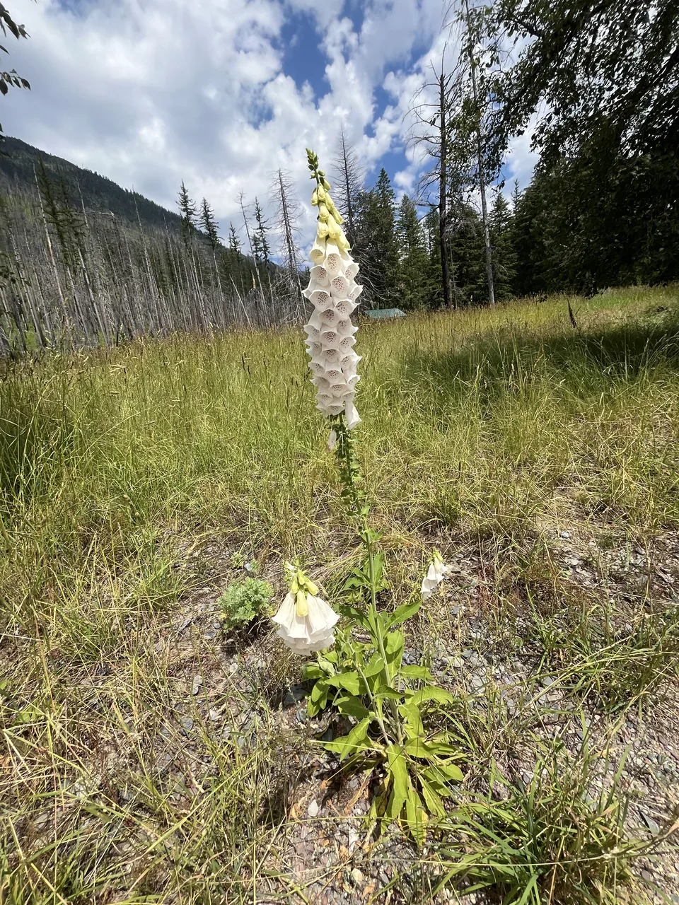 Lake McDonald, in Flathead County, Montana — July 8, 2026