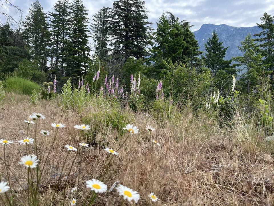 Lake McDonald, in Flathead County, Montana — July 8, 2026