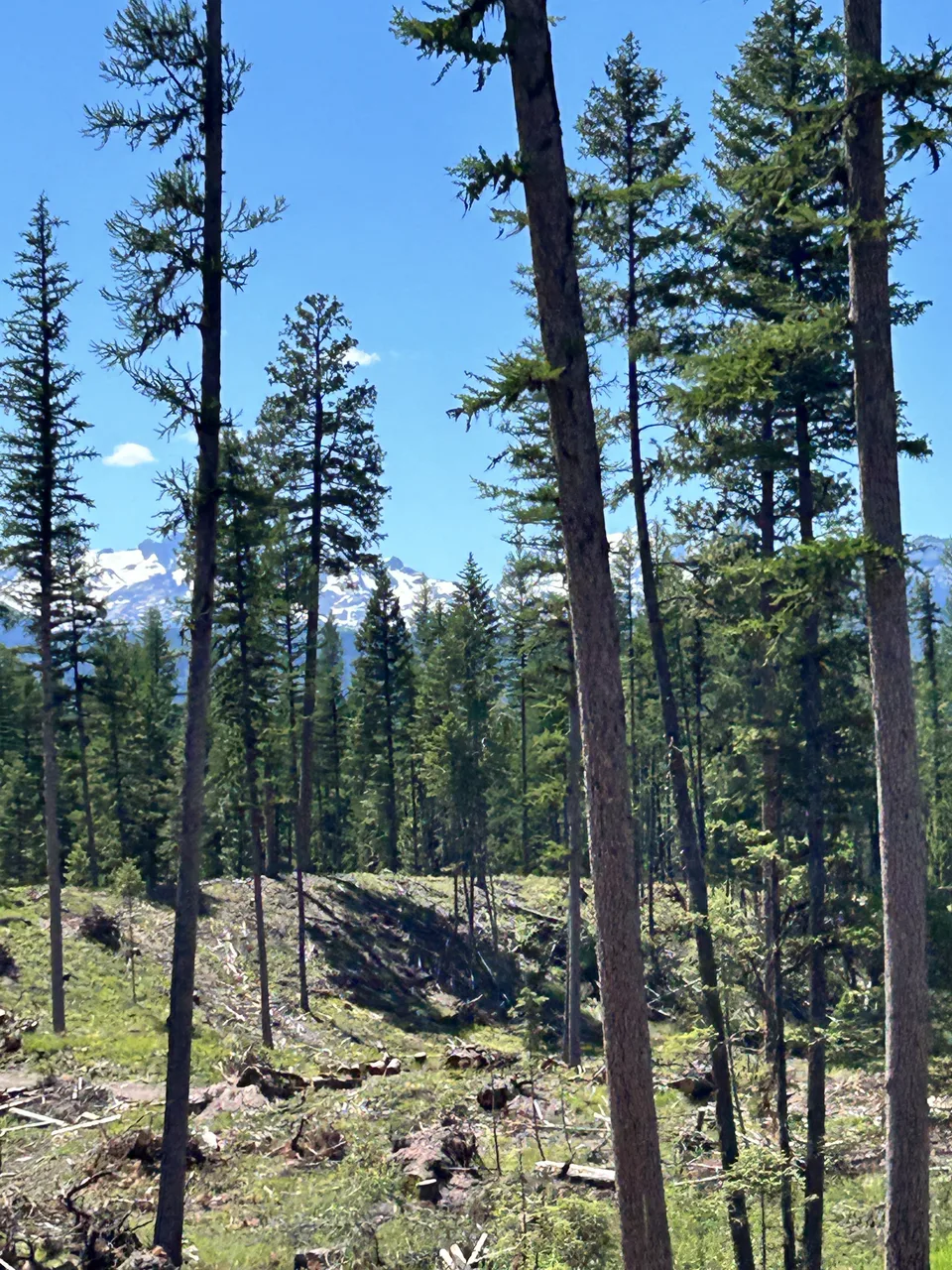 McDonald Creek, in Missoula County, Montana — July 7, 2026