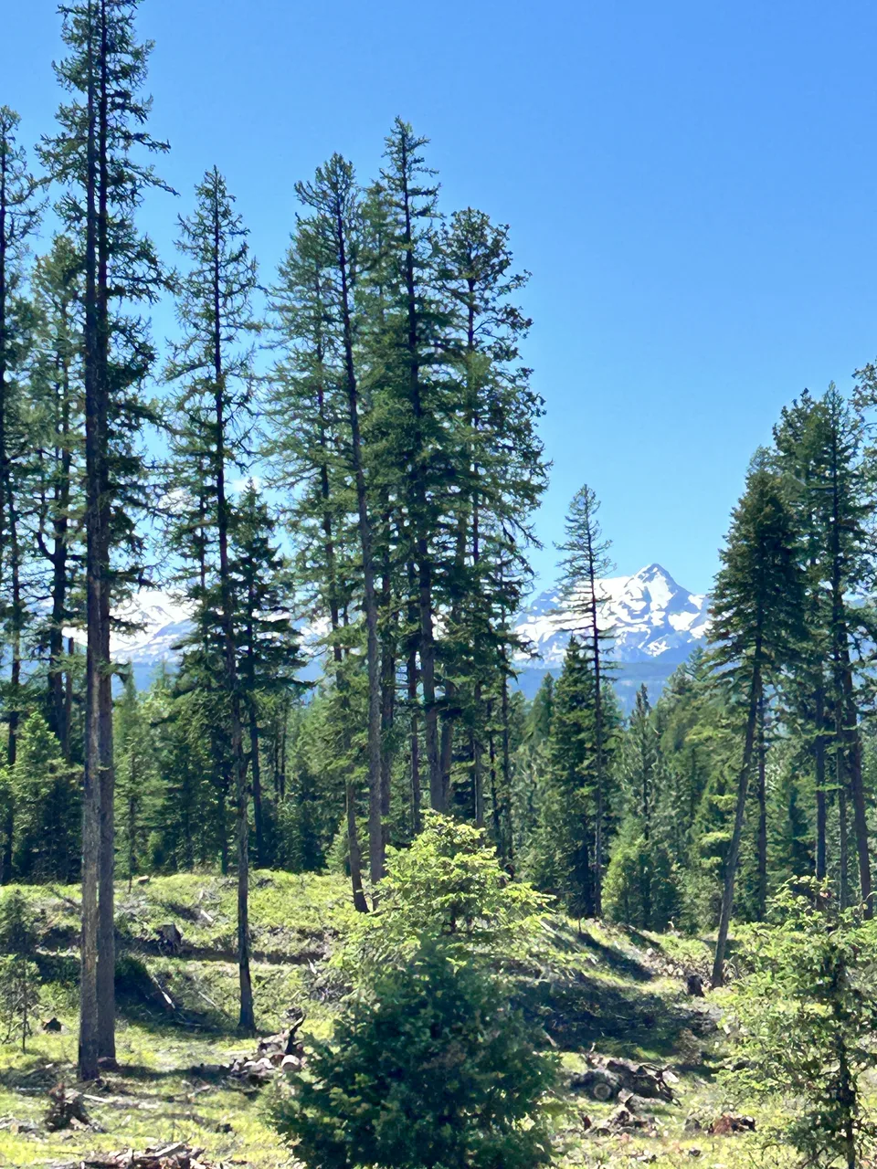 Glacier National Park field photograph