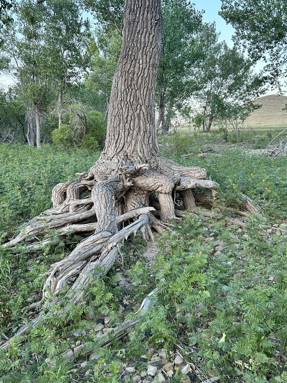 Platte County, Wyoming — July 5, 2026