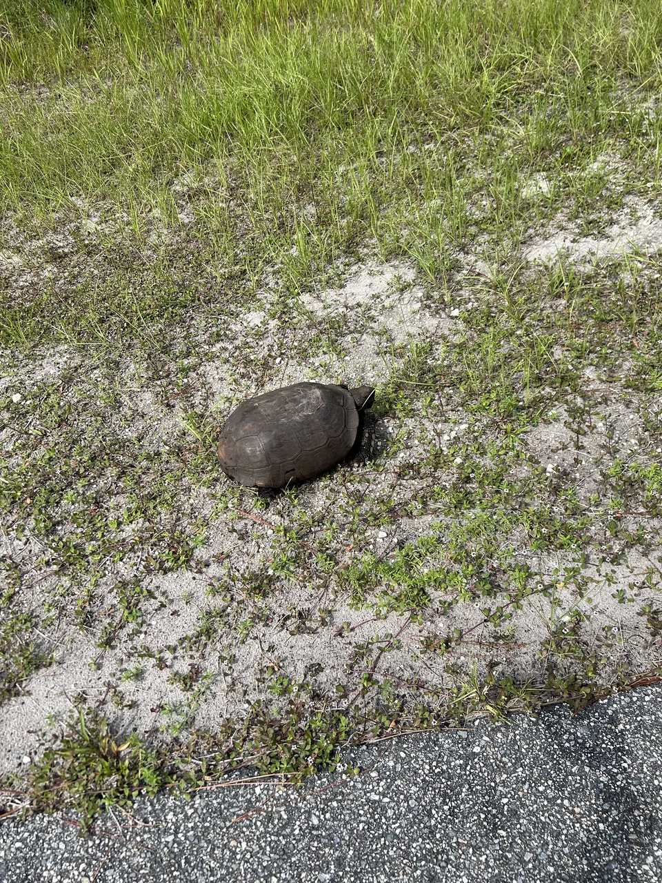 Near Oak Hill, Florida — August 8, 2026
