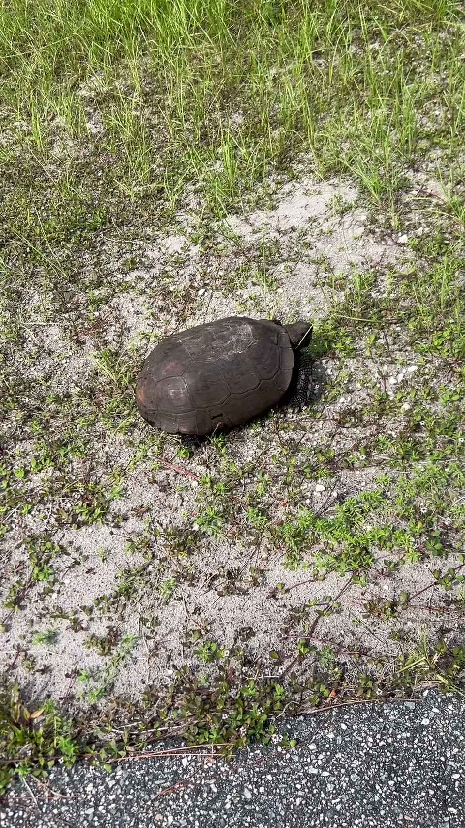 Near Oak Hill, Florida — August 8, 2026